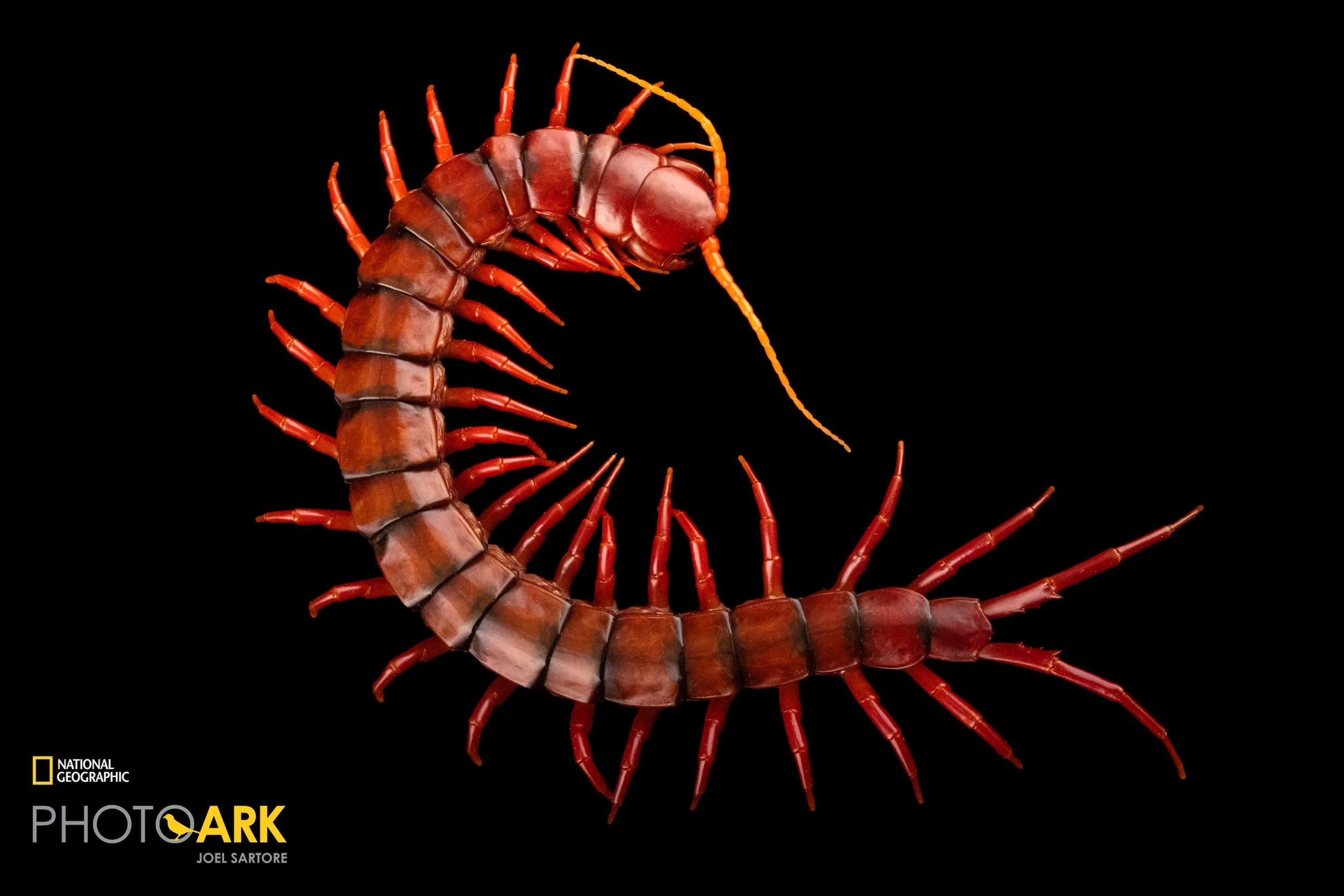Scolopendra dehaani (Malaysian Cherry Red Centipede) — Arachnid